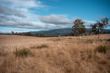 Avustralya 'daki güzel sığırlar ot yer, otlakta otlarlar. Tarımsal bir çiftlikte yetiştirilen sığır sürüsü. Sürdürülebilir tarım 