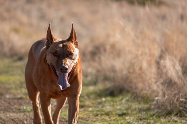 Avusturalyalı kelpie köpeği otlar ve ineklerle çayırda yürüyor.