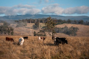 Avustralya 'daki güzel sığırlar ot yer, otlakta otlarlar. Tarımsal bir çiftlikte yetiştirilen sığır sürüsü. İlkbaharda sürdürülebilir tarım