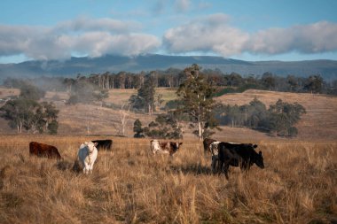 Avustralya 'daki güzel sığırlar ot yer, otlakta otlarlar. Tarımsal bir çiftlikte yetiştirilen sığır sürüsü. İlkbaharda sürdürülebilir tarım