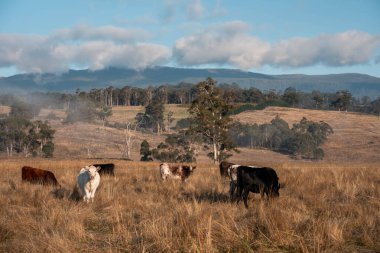 Avustralya 'daki güzel sığırlar ot yer, otlakta otlarlar. Tarımsal bir çiftlikte yetiştirilen sığır sürüsü. İlkbaharda sürdürülebilir tarım