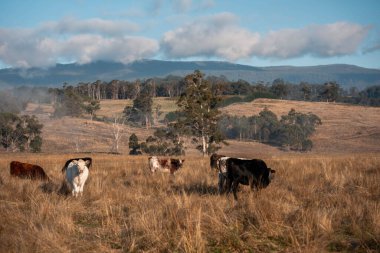 Avustralya 'daki güzel sığırlar ot yer, otlakta otlarlar. Tarımsal bir çiftlikte yetiştirilen sığır sürüsü. İlkbaharda sürdürülebilir tarım