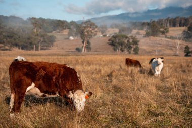 Avustralya 'daki güzel sığırlar ot yer, otlakta otlarlar. Tarımsal bir çiftlikte yetiştirilen sığır sürüsü. İlkbaharda sürdürülebilir tarım