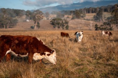 Avustralya 'daki güzel sığırlar ot yer, otlakta otlarlar. Tarımsal bir çiftlikte yetiştirilen sığır sürüsü. İlkbaharda sürdürülebilir tarım
