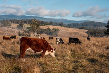 Avustralya 'daki güzel sığırlar ot yer, otlakta otlarlar. Tarımsal bir çiftlikte yetiştirilen sığır sürüsü. İlkbaharda sürdürülebilir tarım