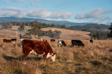 Avustralya 'daki güzel sığırlar ot yer, otlakta otlarlar. Tarımsal bir çiftlikte yetiştirilen sığır sürüsü. İlkbaharda sürdürülebilir tarım