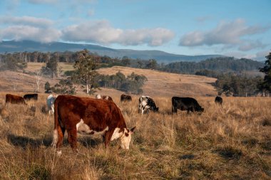 Avustralya 'daki güzel sığırlar ot yer, otlakta otlarlar. Tarımsal bir çiftlikte yetiştirilen sığır sürüsü. İlkbaharda sürdürülebilir tarım