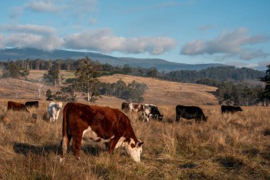 Avustralya 'daki güzel sığırlar ot yer, otlakta otlarlar. Tarımsal bir çiftlikte yetiştirilen sığır sürüsü. İlkbaharda sürdürülebilir tarım
