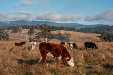 Avustralya 'daki güzel sığırlar ot yer, otlakta otlarlar. Tarımsal bir çiftlikte yetiştirilen sığır sürüsü. İlkbaharda sürdürülebilir tarım