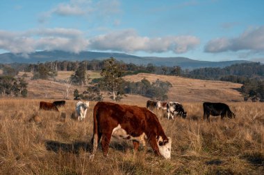 Avustralya 'daki güzel sığırlar ot yer, otlakta otlarlar. Tarımsal bir çiftlikte yetiştirilen sığır sürüsü. İlkbaharda sürdürülebilir tarım