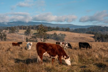 Avustralya 'daki güzel sığırlar ot yer, otlakta otlarlar. Tarımsal bir çiftlikte yetiştirilen sığır sürüsü. İlkbaharda sürdürülebilir tarım