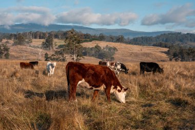 Avustralya 'daki güzel sığırlar ot yer, otlakta otlarlar. Tarımsal bir çiftlikte yetiştirilen sığır sürüsü. İlkbaharda sürdürülebilir tarım
