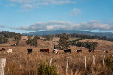 Avustralya 'daki güzel sığırlar ot yer, otlakta otlarlar. Tarımsal bir çiftlikte yetiştirilen sığır sürüsü. İlkbaharda sürdürülebilir tarım