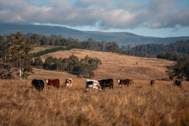 Avustralya 'daki güzel sığırlar ot yer, otlakta otlarlar. Tarımsal bir çiftlikte yetiştirilen sığır sürüsü. İlkbaharda sürdürülebilir tarım