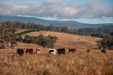 Avustralya 'daki güzel sığırlar ot yer, otlakta otlarlar. Tarımsal bir çiftlikte yetiştirilen sığır sürüsü. İlkbaharda sürdürülebilir tarım