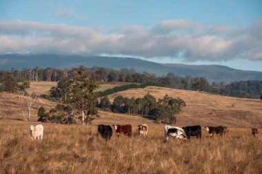 Avustralya 'daki güzel sığırlar ot yer, otlakta otlarlar. Tarımsal bir çiftlikte yetiştirilen sığır sürüsü. İlkbaharda sürdürülebilir tarım