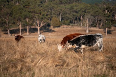 Avustralya 'daki güzel sığırlar ot yer, otlakta otlarlar. Tarımsal bir çiftlikte yetiştirilen sığır sürüsü. İlkbaharda sürdürülebilir tarım
