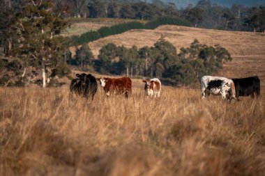 Avustralya 'daki güzel sığırlar ot yer, otlakta otlarlar. Tarımsal bir çiftlikte yetiştirilen sığır sürüsü. İlkbaharda sürdürülebilir tarım
