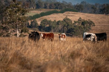Avustralya 'daki güzel sığırlar ot yer, otlakta otlarlar. Tarımsal bir çiftlikte yetiştirilen sığır sürüsü. İlkbaharda sürdürülebilir tarım