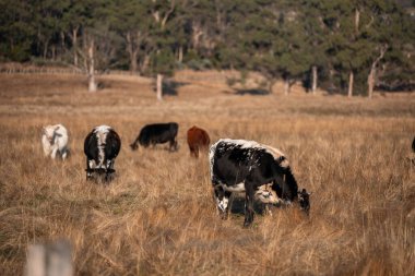 Avustralya 'daki güzel sığırlar ot yer, otlakta otlarlar. Tarımsal bir çiftlikte yetiştirilen sığır sürüsü. İlkbaharda sürdürülebilir tarım
