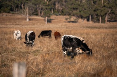 Avustralya 'daki güzel sığırlar ot yer, otlakta otlarlar. Tarımsal bir çiftlikte yetiştirilen sığır sürüsü. İlkbaharda sürdürülebilir tarım