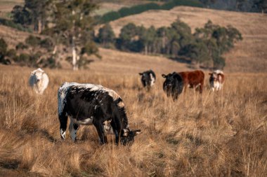 Avustralya 'daki güzel sığırlar ot yer, otlakta otlarlar. Tarımsal bir çiftlikte yetiştirilen sığır sürüsü. İlkbaharda sürdürülebilir tarım
