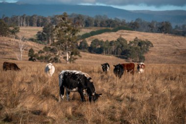 Avustralya 'daki güzel sığırlar ot yer, otlakta otlarlar. Tarımsal bir çiftlikte yetiştirilen sığır sürüsü. İlkbaharda sürdürülebilir tarım