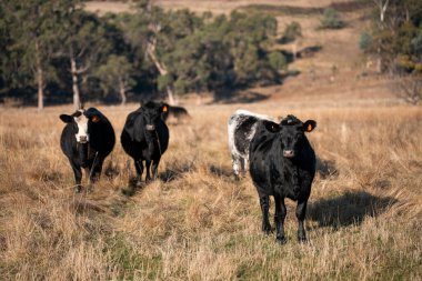 Avustralya 'daki güzel sığırlar ot yer, otlakta otlarlar. Tarımsal bir çiftlikte yetiştirilen sığır sürüsü. İlkbaharda sürdürülebilir tarım