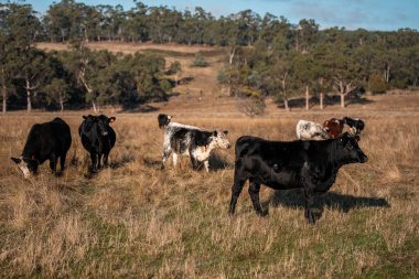 Avustralya 'daki güzel sığırlar ot yer, otlakta otlarlar. Tarımsal bir çiftlikte yetiştirilen sığır sürüsü. İlkbaharda sürdürülebilir tarım