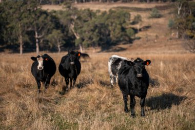 Avustralya 'daki güzel sığırlar ot yer, otlakta otlarlar. Tarımsal bir çiftlikte yetiştirilen sığır sürüsü. İlkbaharda sürdürülebilir tarım