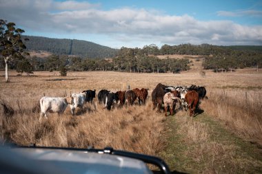 Avustralya 'daki güzel sığırlar ot yer, otlakta otlarlar. Tarımsal bir çiftlikte yetiştirilen sığır sürüsü. İlkbaharda sürdürülebilir tarım