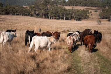Avustralya 'daki güzel sığırlar ot yer, otlakta otlarlar. Tarımsal bir çiftlikte yetiştirilen sığır sürüsü. İlkbaharda sürdürülebilir tarım