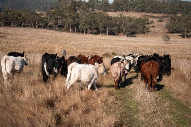 Avustralya 'daki güzel sığırlar ot yer, otlakta otlarlar. Tarımsal bir çiftlikte yetiştirilen sığır sürüsü. İlkbaharda sürdürülebilir tarım