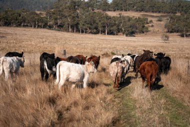 Avustralya 'daki güzel sığırlar ot yer, otlakta otlarlar. Tarımsal bir çiftlikte yetiştirilen sığır sürüsü. İlkbaharda sürdürülebilir tarım