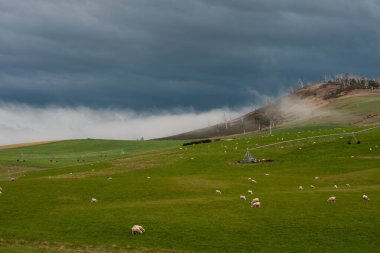 Merino koyunu, Yeni Zelanda 'da otlanıyor ve ot yiyor.