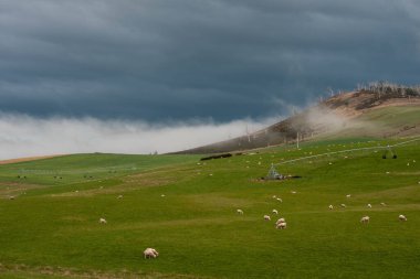 Merino koyunu, Yeni Zelanda 'da otlanıyor ve ot yiyor.