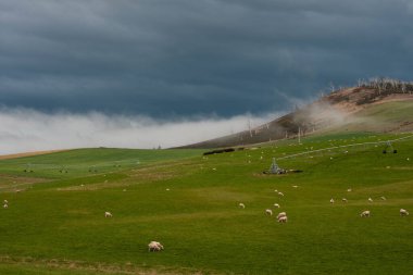 Merino koyunu, Yeni Zelanda 'da otlanıyor ve ot yiyor.