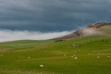 Merino koyunu, Yeni Zelanda 'da otlanıyor ve ot yiyor.