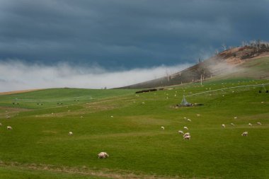 Merino koyunu, Yeni Zelanda 'da otlanıyor ve ot yiyor.