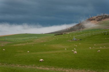 Merino koyunu, Yeni Zelanda 'da otlanıyor ve ot yiyor.