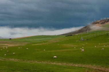 Merino koyunu, Yeni Zelanda 'da otlanıyor ve ot yiyor.