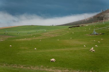 Merino koyunu, Yeni Zelanda 'da otlanıyor ve ot yiyor.
