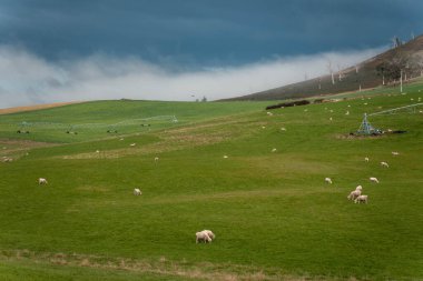 Merino koyunu, Yeni Zelanda 'da otlanıyor ve ot yiyor.