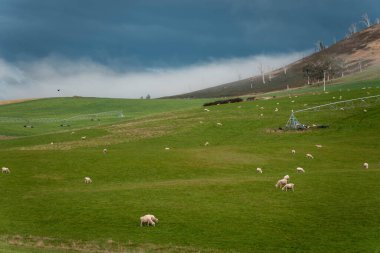 Merino koyunu, Yeni Zelanda 'da otlanıyor ve ot yiyor.