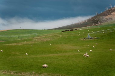 Merino koyunu, Yeni Zelanda 'da otlanıyor ve ot yiyor.