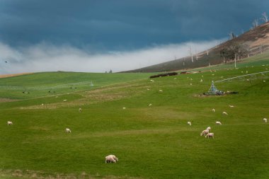 Merino koyunu, Yeni Zelanda 'da otlanıyor ve ot yiyor.