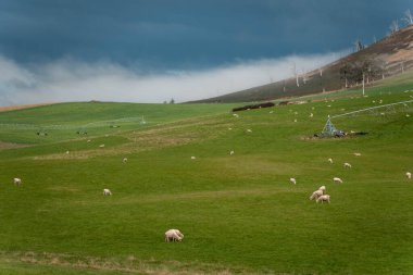 Merino koyunu, Yeni Zelanda 'da otlanıyor ve ot yiyor.