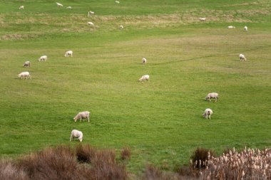 Merino koyunu, Yeni Zelanda 'da otlanıyor ve ot yiyor.