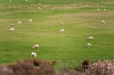 Merino koyunu, Yeni Zelanda 'da otlanıyor ve ot yiyor.
