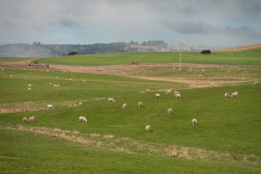 Merino koyunu, Yeni Zelanda 'da otlanıyor ve ot yiyor.